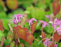 Nice sized pale pink flowers and red flushed new foliage.